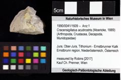 Foto (Objket + Etiketten) von Cyclothyreus sp. 